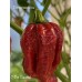 7-Pot Caramel Pepper Seeds 