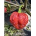 7-Pot Brain Strain Purple Pepper Seeds 