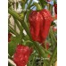7-Pot Caramel Pepper Seeds 