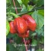 7-Pot Brain Strain Purple Pepper Seeds 
