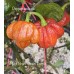 7-Pot Brain Strain Purple Pepper Seeds 
