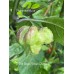 7-Pot Brain Strain Purple Pepper Seeds 