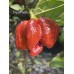7-Pot Brain Strain Purple Pepper Seeds 