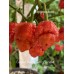 Carolina Reaper Red x Trinidad Scorpion Moruga Red Pepper Seeds Carolina Reaper Red x Trinidad Scorpion Moruga Red Pepper Seeds
