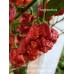 Carolina Reaper Red x Trinidad Scorpion Moruga Red Pepper Seeds Carolina Reaper Red x Trinidad Scorpion Moruga Red Pepper Seeds