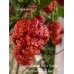 Carolina Reaper Red x Trinidad Scorpion Moruga Red Pepper Seeds Carolina Reaper Red x Trinidad Scorpion Moruga Red Pepper Seeds
