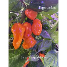 Large Orange Habanero Pepper Seeds 