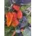 Large Orange Habanero Pepper Seeds 