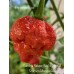 Carolina Reaper Red x Trinidad Scorpion Moruga Red Pepper Seeds Carolina Reaper Red x Trinidad Scorpion Moruga Red Pepper Seeds