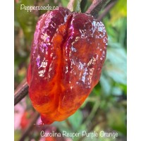 Carolina Reaper Purple Orange Pepper Seeds 