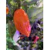 Large Orange Habanero Pepper Seeds 