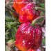 Carolina Reaper Purple Orange Pepper Seeds 