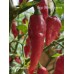 Jays Ghost Cayenne Pepper Seeds 
