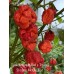 Carolina Reaper Red x Trinidad Scorpion Moruga Red Pepper Seeds Carolina Reaper Red x Trinidad Scorpion Moruga Red Pepper Seeds