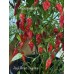 Jays Ghost Cayenne Pepper Seeds 