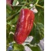 Dolmalik Pepper Seeds
