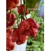 Carolina Reaper Red x Trinidad Scorpion Moruga Red Pepper Seeds Carolina Reaper Red x Trinidad Scorpion Moruga Red Pepper Seeds