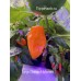 Large Orange Habanero Pepper Seeds 