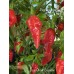 Jays Ghost Cayenne Pepper Seeds 