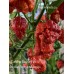 Carolina Reaper Red x Trinidad Scorpion Moruga Red Pepper Seeds Carolina Reaper Red x Trinidad Scorpion Moruga Red Pepper Seeds