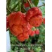 Carolina Reaper Red x Trinidad Scorpion Moruga Red Pepper Seeds Carolina Reaper Red x Trinidad Scorpion Moruga Red Pepper Seeds
