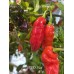 BRMX Red Pepper Seeds