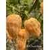 APS Peach Ghost Pepper Seeds APS Peach Ghost Pepper Seeds