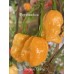 Reaper Sbagliato Orange Pepper Seeds 