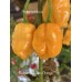 Reaper Sbagliato Orange Pepper Seeds 