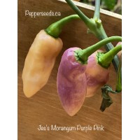Jes's Morangum Purple Pink Pepper Seeds 
