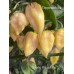 Creamy Yellow Naga Pepper Seeds Creamy Yellow Naga Pepper Seeds