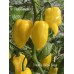 Creamy Yellow Naga Pepper Seeds Creamy Yellow Naga Pepper Seeds