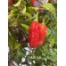 BRMX Red Pepper Seeds