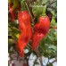 BRMX Red Pepper Seeds