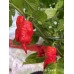 Kaos Purple Reaper Pepper Seeds Kaos Purple Reaper Pepper Seeds