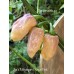 Jes's Morangum Purple Pink Pepper Seeds Jes's Morangum Purple Pink Pepper Seeds