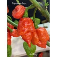 Red Naga Pepper Seeds 