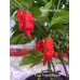 Kaos Purple Reaper Pepper Seeds Kaos Purple Reaper Pepper Seeds