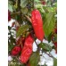 BRMX Red Pepper Seeds