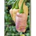 Jes's Morangum Purple Pink Pepper Seeds Jes's Morangum Purple Pink Pepper Seeds