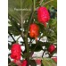 Kaos Purple Reaper Pepper Seeds Kaos Purple Reaper Pepper Seeds
