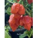 Red Naga Pepper Seeds 