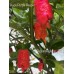 Kaos Purple Reaper Pepper Seeds Kaos Purple Reaper Pepper Seeds