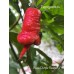 Kaos Purple Reaper Pepper Seeds Kaos Purple Reaper Pepper Seeds