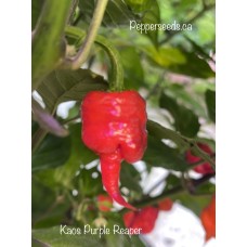 Kaos Purple Reaper Pepper Seeds Kaos Purple Reaper Pepper Seeds