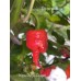 Kaos Purple Reaper Pepper Seeds Kaos Purple Reaper Pepper Seeds