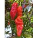 BRMX Red Pepper Seeds