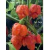 Red Naga Pepper Seeds 