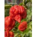 7-Pot Zing Pepper Seeds 