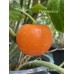 Rocoto Orange Pepper Seeds 